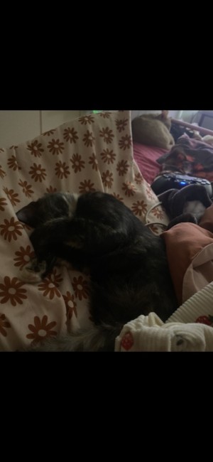 Photo of Nala
