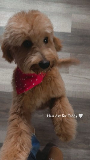 Photo of Teddy
