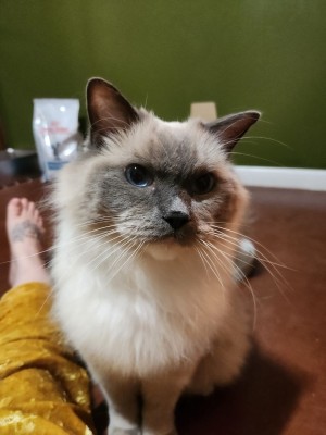 Photo of Fuzzbert