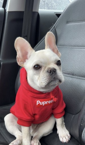 Photo of Ghost