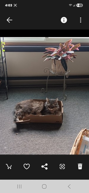 Photo of Bella