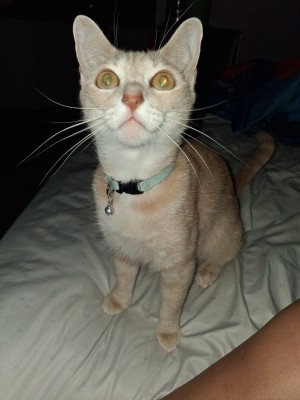 Photo of Nala