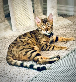 Photo of Zeus