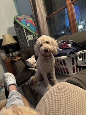 Photo of Goldie