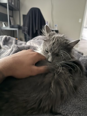 Photo of Poppy