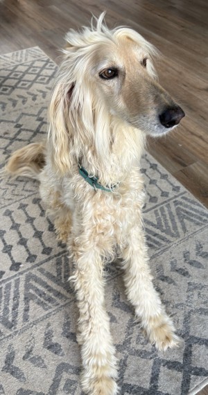 Photo of Maximus