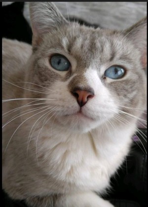 Photo of Bailey