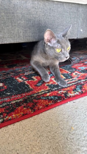 Photo of Stormy