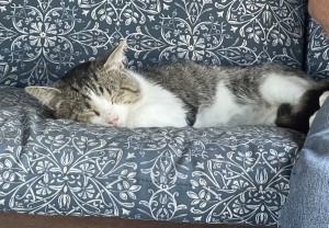 Photo of Tinsel