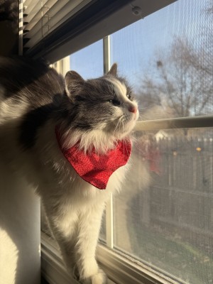 Photo of Thomas