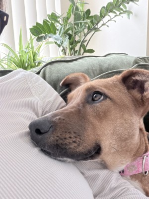 Photo of Ruby