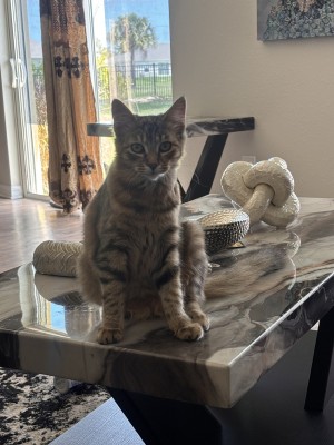 Photo of Bella