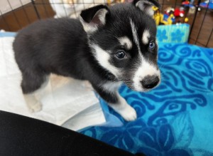 Photo of Penny