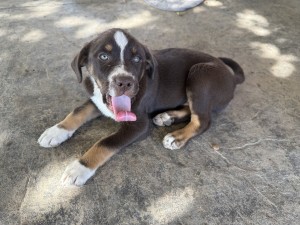 Photo of Xoco (choco)