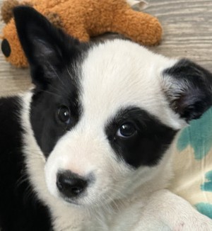 Photo of Luna