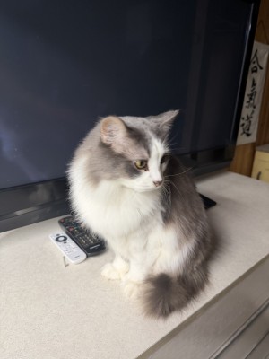 Photo of Smoke