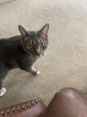 Photo of Ziggy