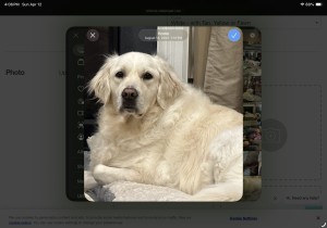 Photo of Nala