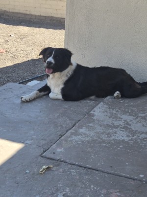 Photo of Lily