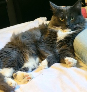 Photo of Artemis