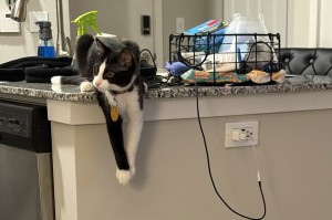 Photo of Shake