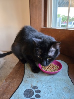 Photo of Inky