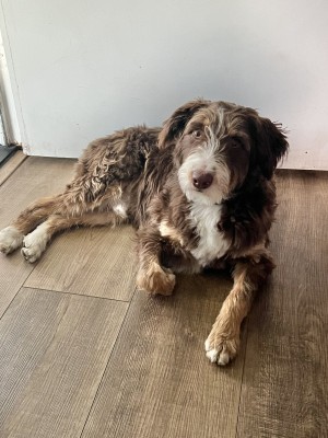 Photo of Atlas