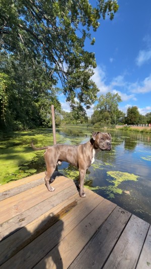 Photo of Kimbo