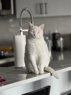 Photo of Putih