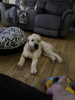 Photo of Luna