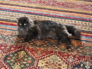 Photo of Coco