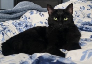 Photo of Omen Morticia