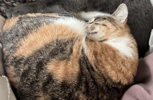 Photo of Moira