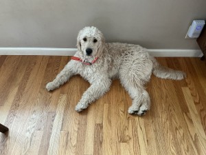 Photo of Peanut