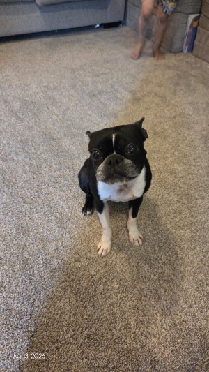 Photo of Bandit