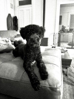 Photo of Chico