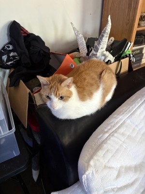 Photo of Cornbread