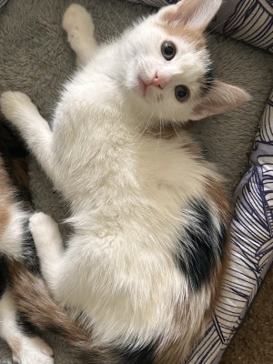 Photo of Kitty