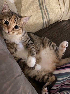 Photo of Luna