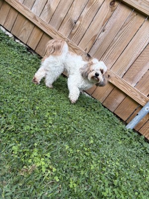 Photo of Peppy