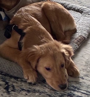 Photo of Bou