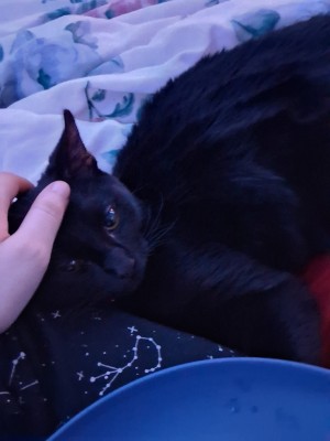 Photo of Binx