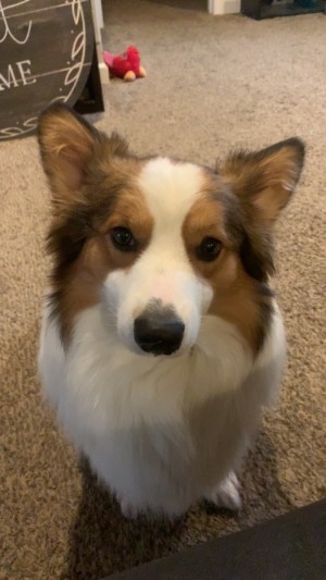 Photo of Mac