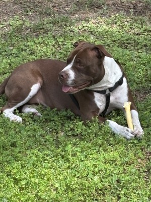 Photo of Daisy