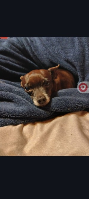 Photo of Coco
