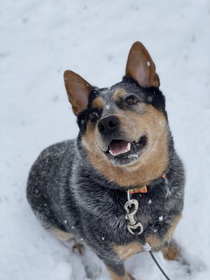Photo of Obi