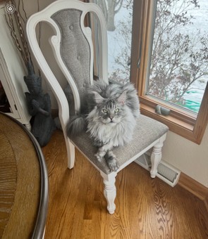 Photo of Cooper