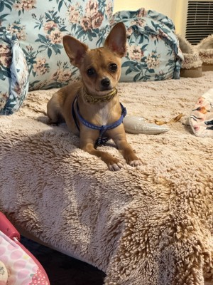 Photo of Daisy
