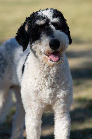Photo of Tucker