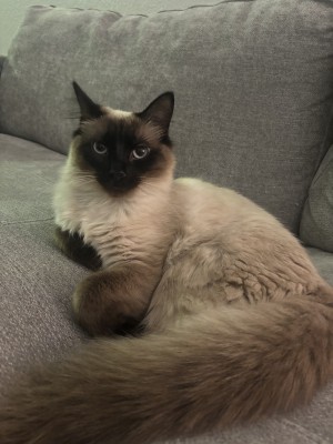 Photo of Miami Girl